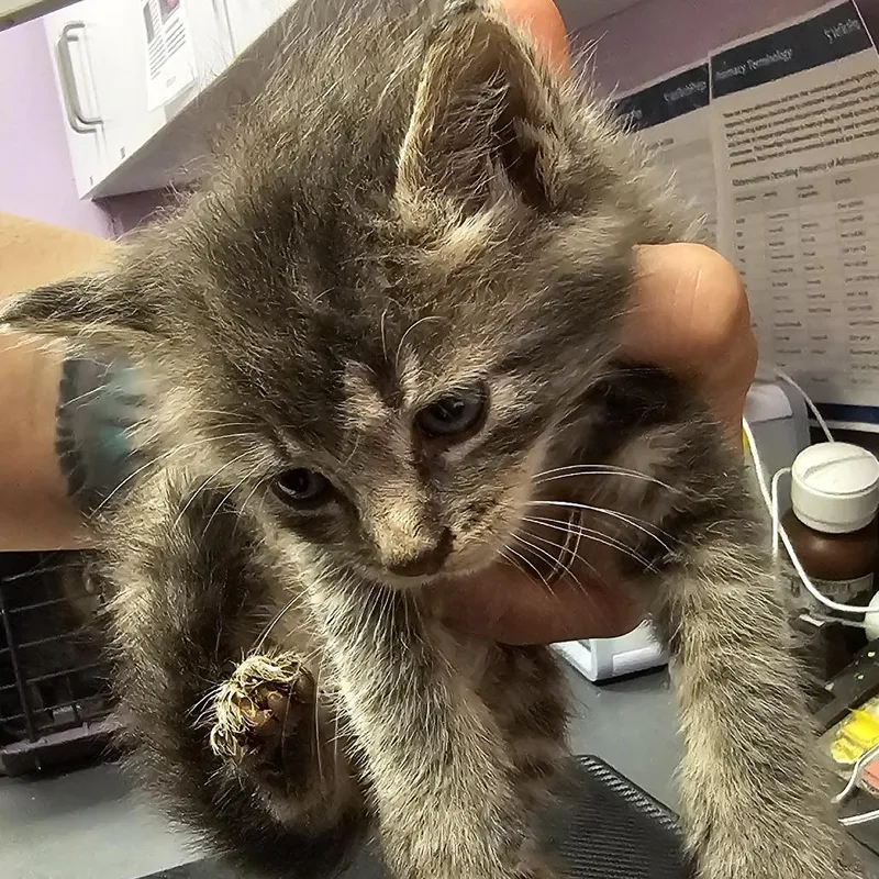 A baby small-sized male Domestic Short Hair cat named Rhino for adoption in Cedar Rapids, IA
