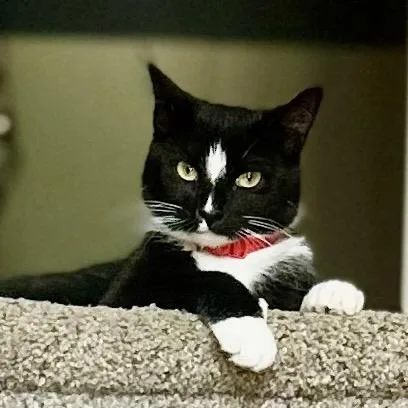 A young small-sized female Black Domestic Short Hair cat named Diamond for adoption in Philadelphia, PA