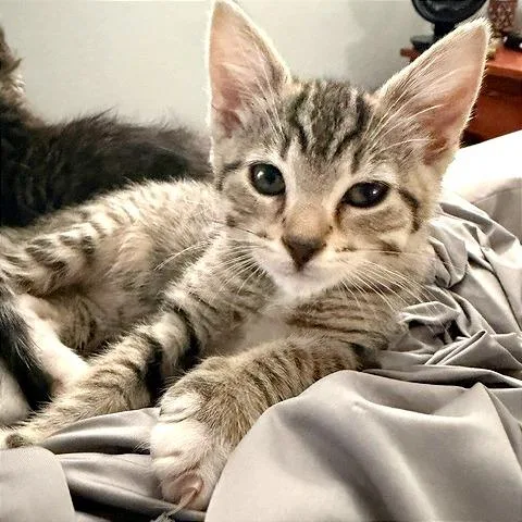 A baby small-sized female Brown / Chocolate Domestic Short Hair cat named Madrigal for adoption in Pleasant Hill, CA