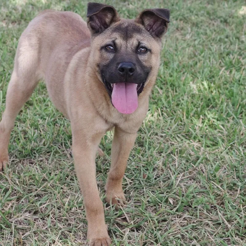 Puppy Bubba thumbnail 2