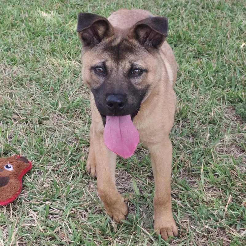 Puppy Bubba thumbnail 3