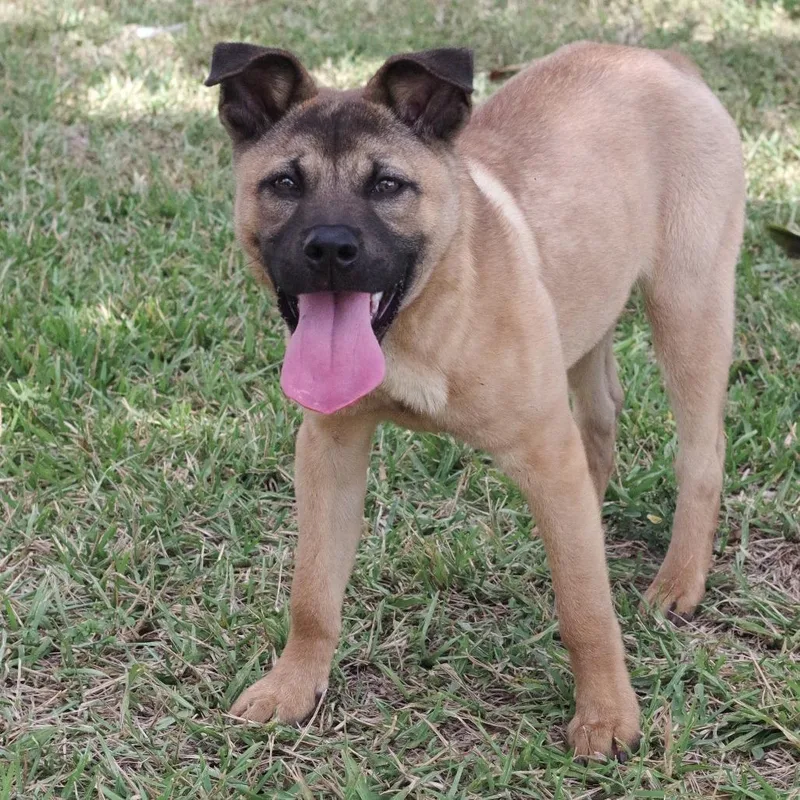 Puppy Bubba thumbnail 4