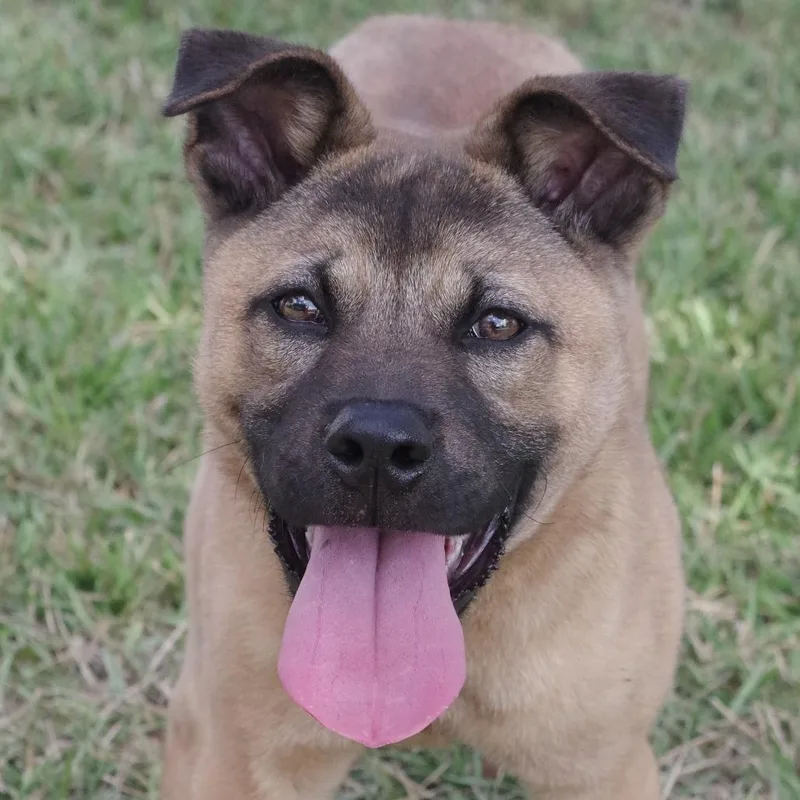 Puppy Bubba thumbnail 5