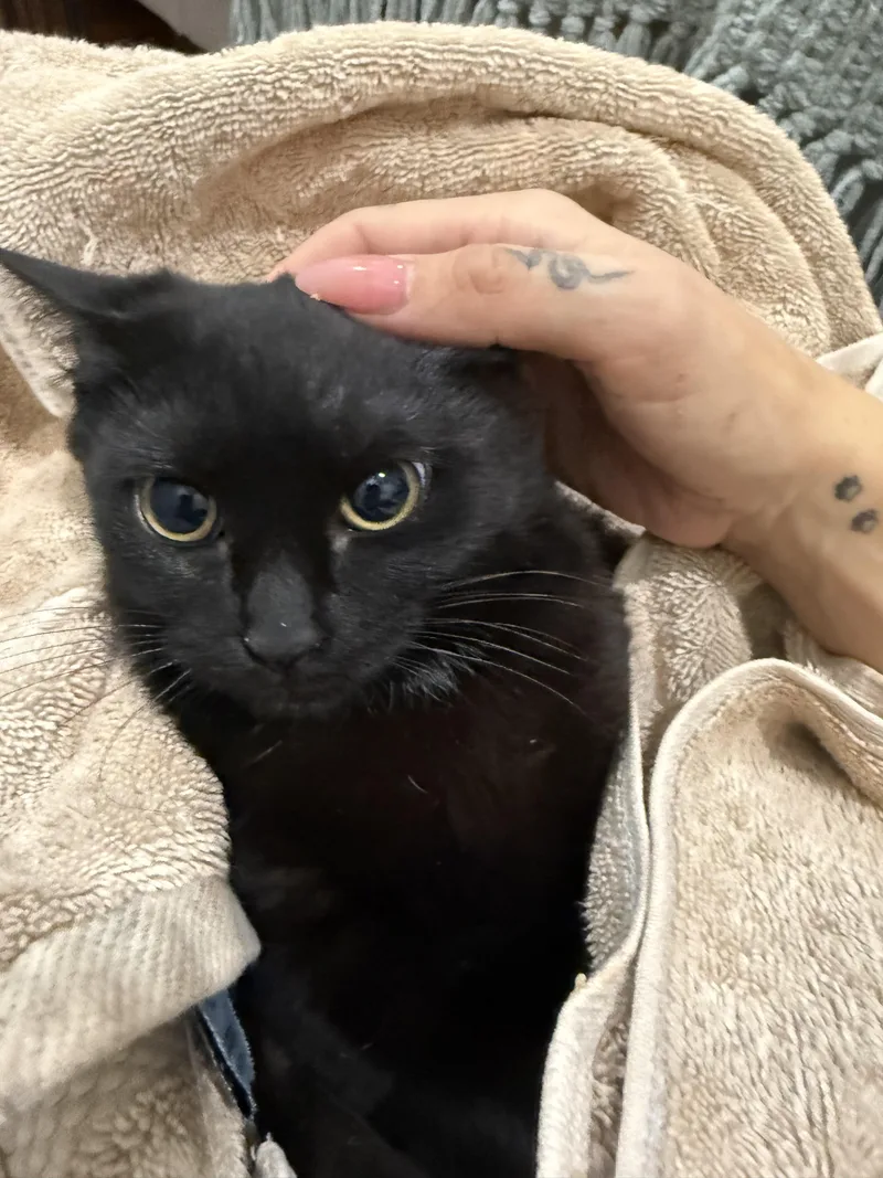 A young small-sized female Black Domestic Short Hair cat named Skip for adoption in Tampa, FL