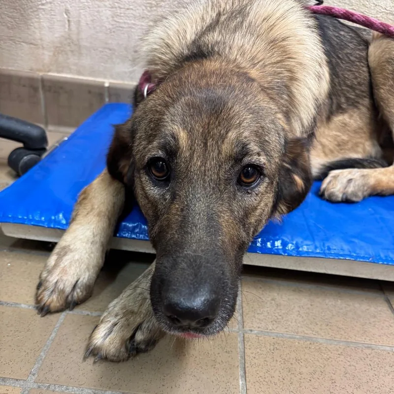 A young large-sized female Black Shepherd dog named Dion for adoption in Birmingham, AL