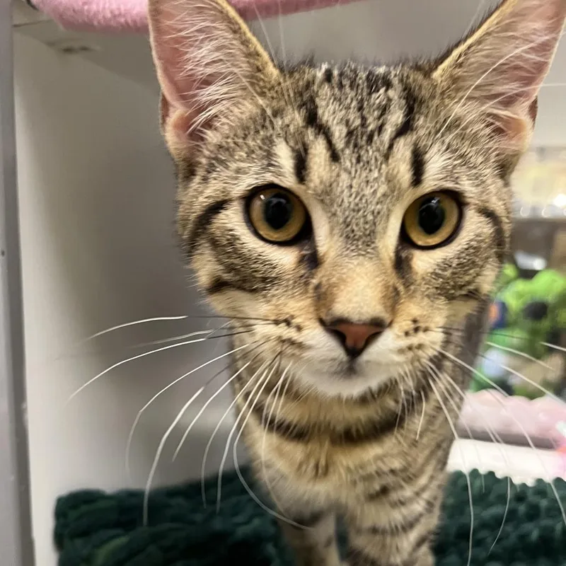 A baby small-sized male Brown / Chocolate Domestic Short Hair cat named Piglet for adoption in Temecula, CA