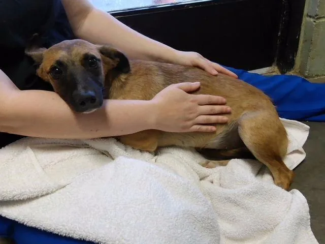 A young small-sized female Rat Terrier dog named Minnie for adoption in Tulsa, OK