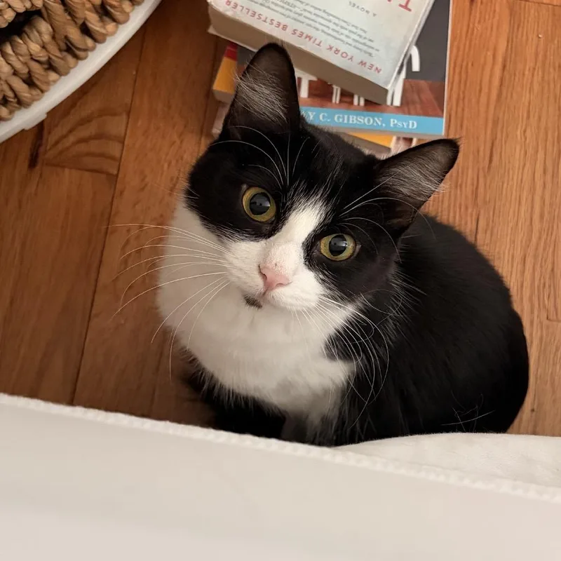 A young small-sized female Black Domestic Short Hair cat named Rosie for adoption in Westport, CT