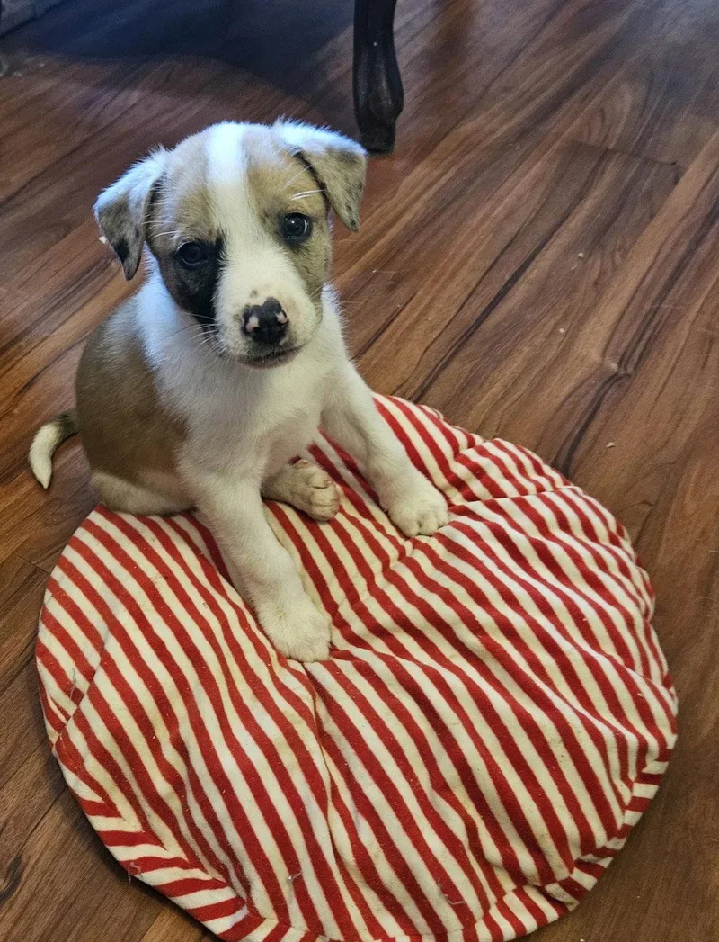 Gumbo Lonestar thumbnail 2