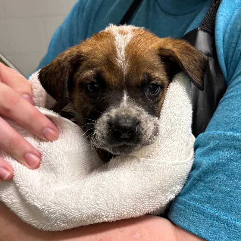 A baby medium-sized male Brown / Chocolate Terrier dog named Mitchell for adoption in Galax, VA