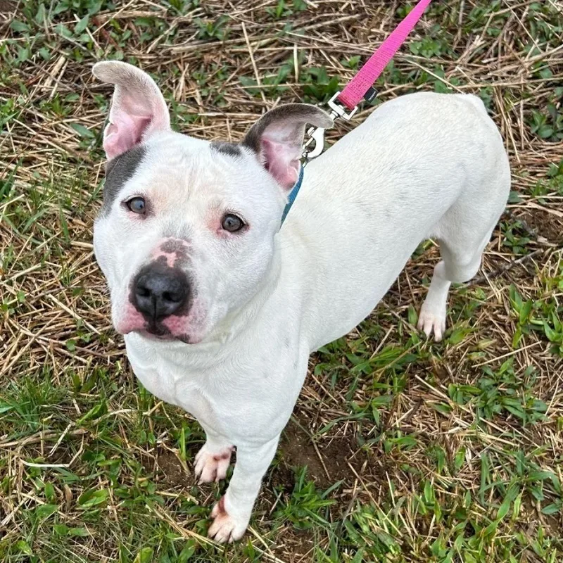 An adult medium-sized female White / Cream Pit Bull Terrier dog named April for adoption in Kittanning, PA