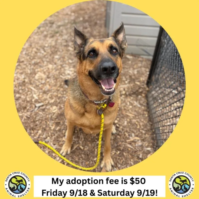 An adult large-sized male German Shepherd Dog dog named Rusty for adoption in Santa Cruz, CA