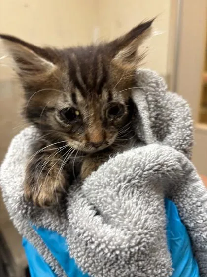 A baby small-sized female Domestic Medium Hair cat named Calypso for adoption in Honolulu, HI