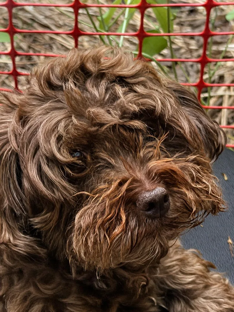 Babette in New Cumberland thumbnail 3