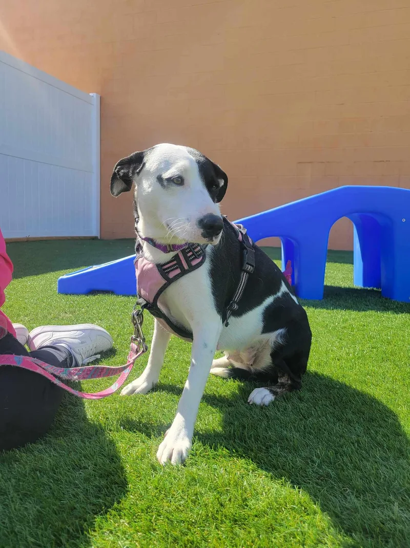 A young medium-sized female Pit Bull Terrier dog named Autumn for adoption in Shillington, PA