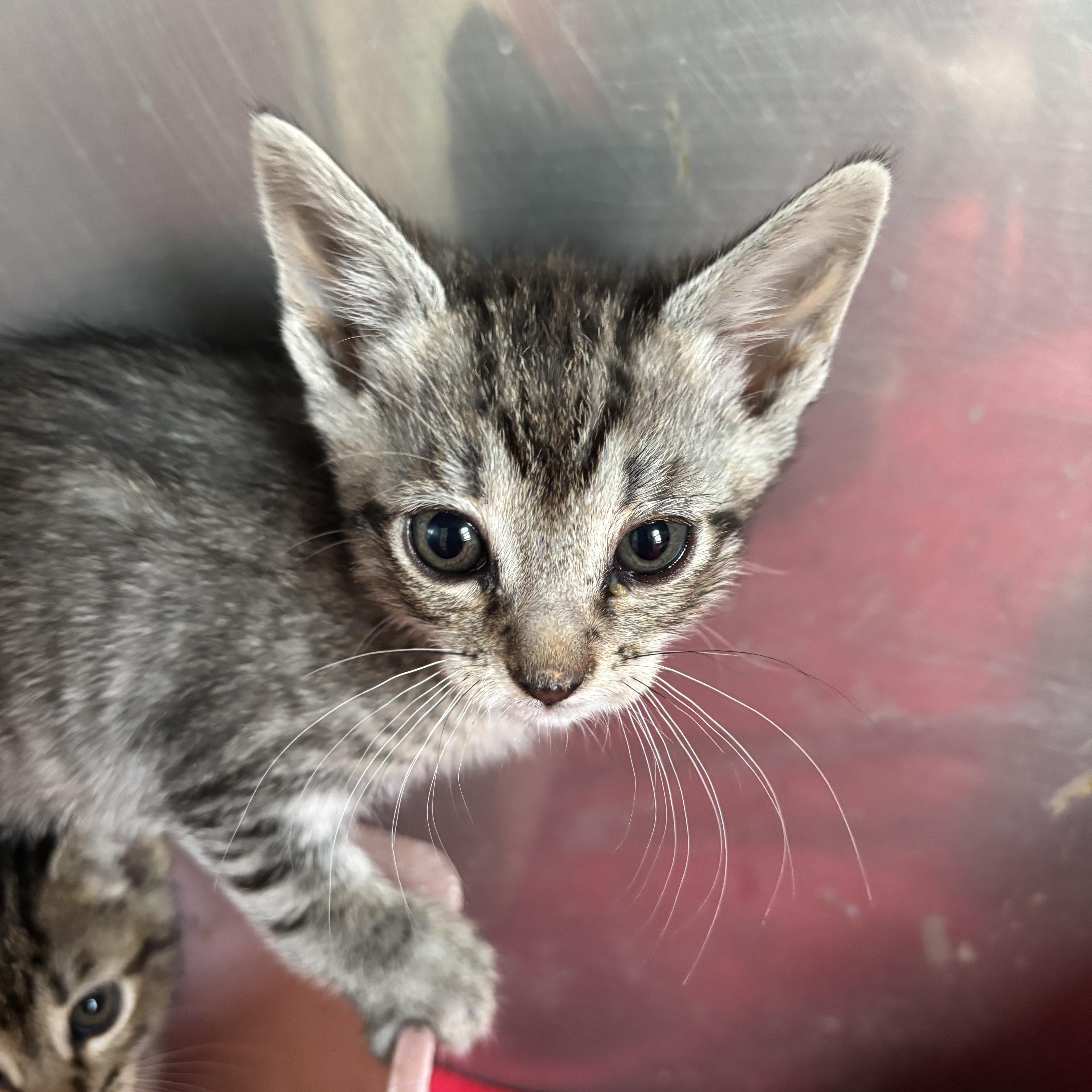 A baby small-sized male Gray & White Domestic Short Hair cat named Fluff for adoption in Deming, NM