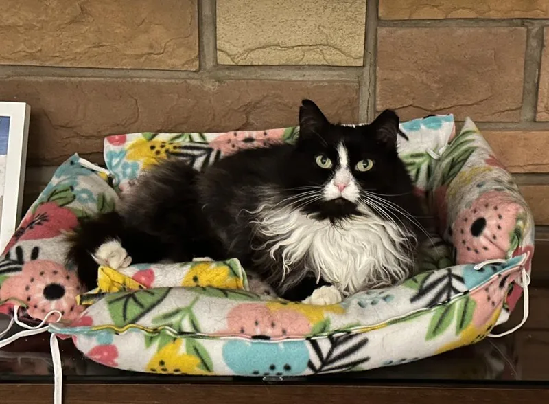 An adult medium-sized female Black & White / Tuxedo Domestic Long Hair cat named Wendy for adoption in Rochester, NY