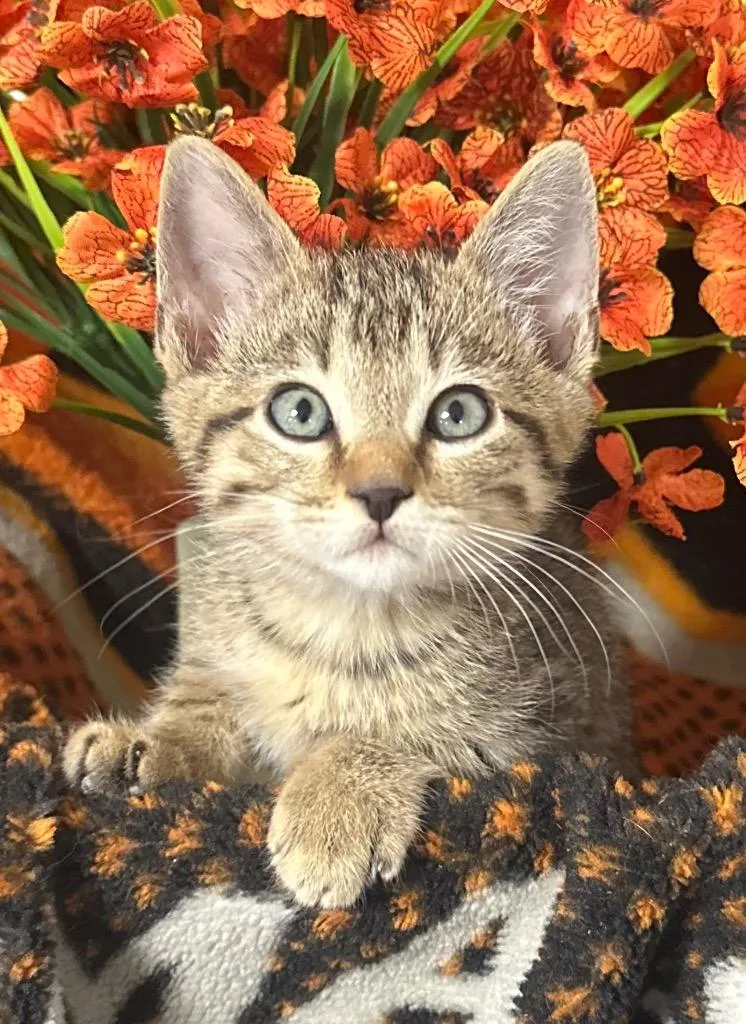 A baby small-sized male Domestic Short Hair cat named Thyme for adoption in Stillwater, OK