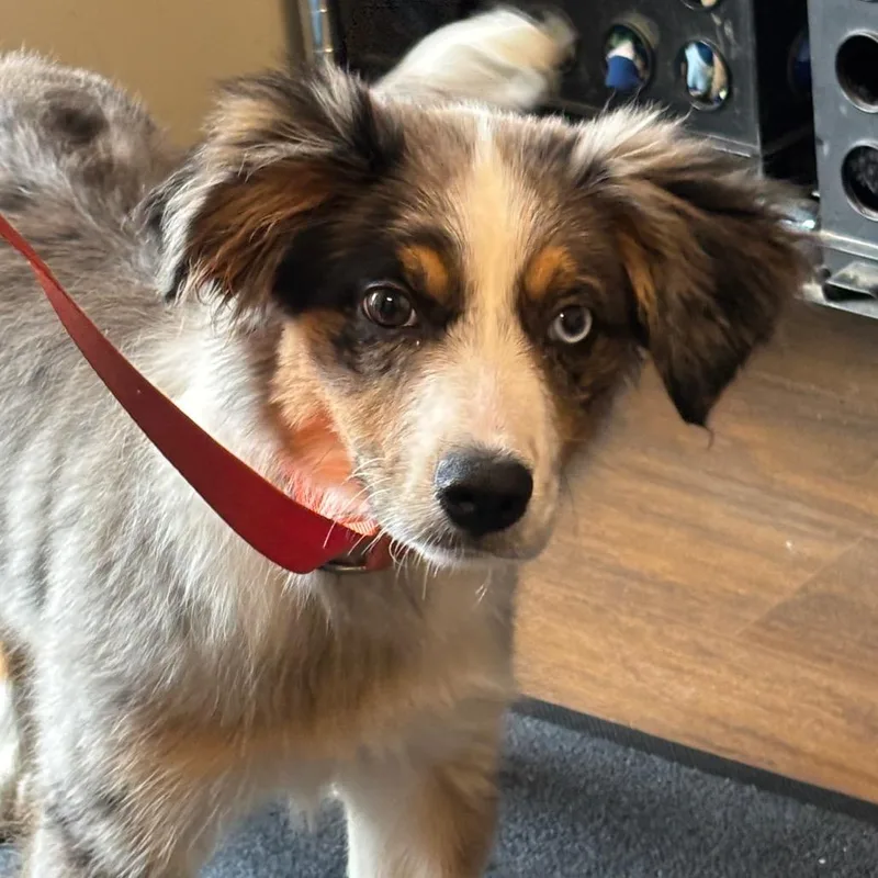 A baby medium-sized female Black Australian Shepherd dog named Bingo for adoption in League City, TX