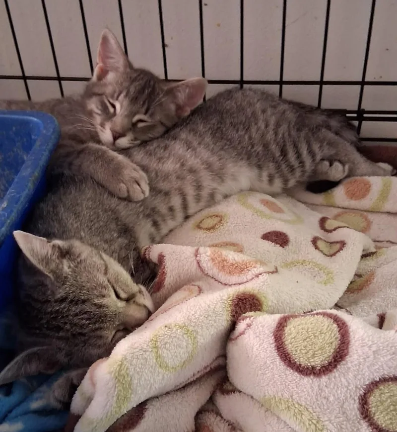 A baby medium-sized female Gray & White Domestic Short Hair cat named Chance for adoption in Avon, NY