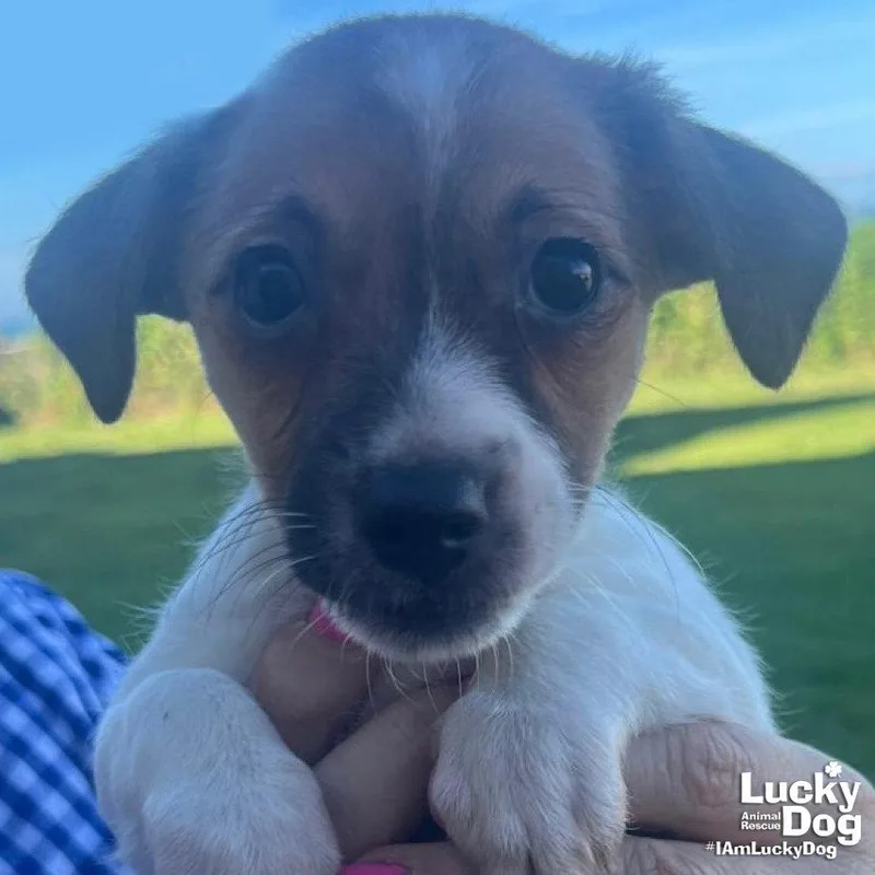 A baby small-sized female Terrier dog named Mila for adoption in Washington, DC