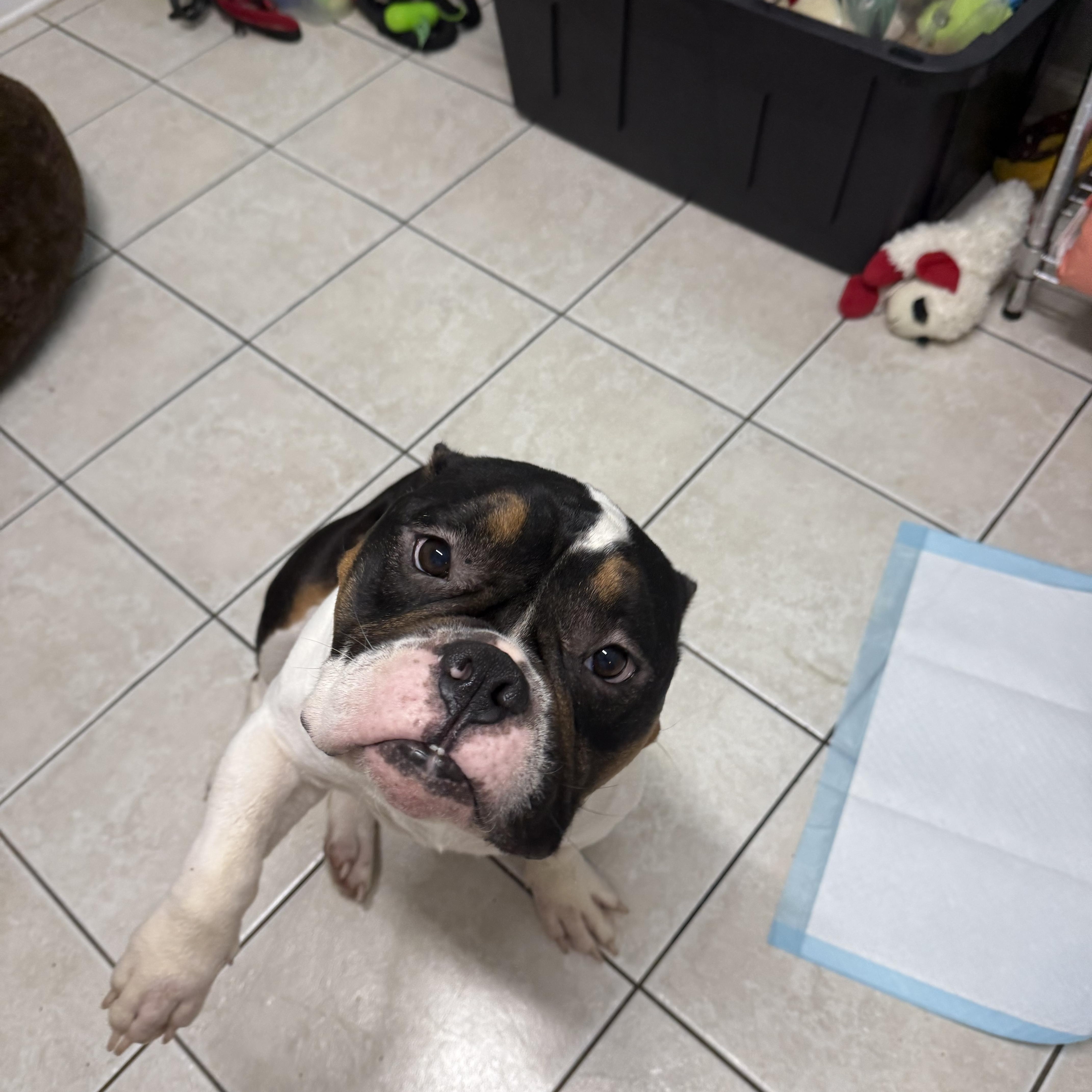 A young medium-sized male English Bulldog dog named Bubba for adoption in Hendersonville, TN