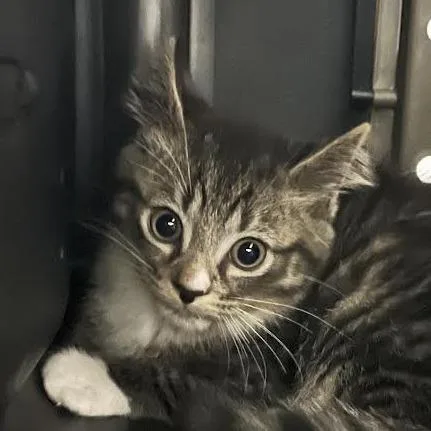 A baby small-sized female Domestic Long Hair cat named Monikers for adoption in Dearborn, MI