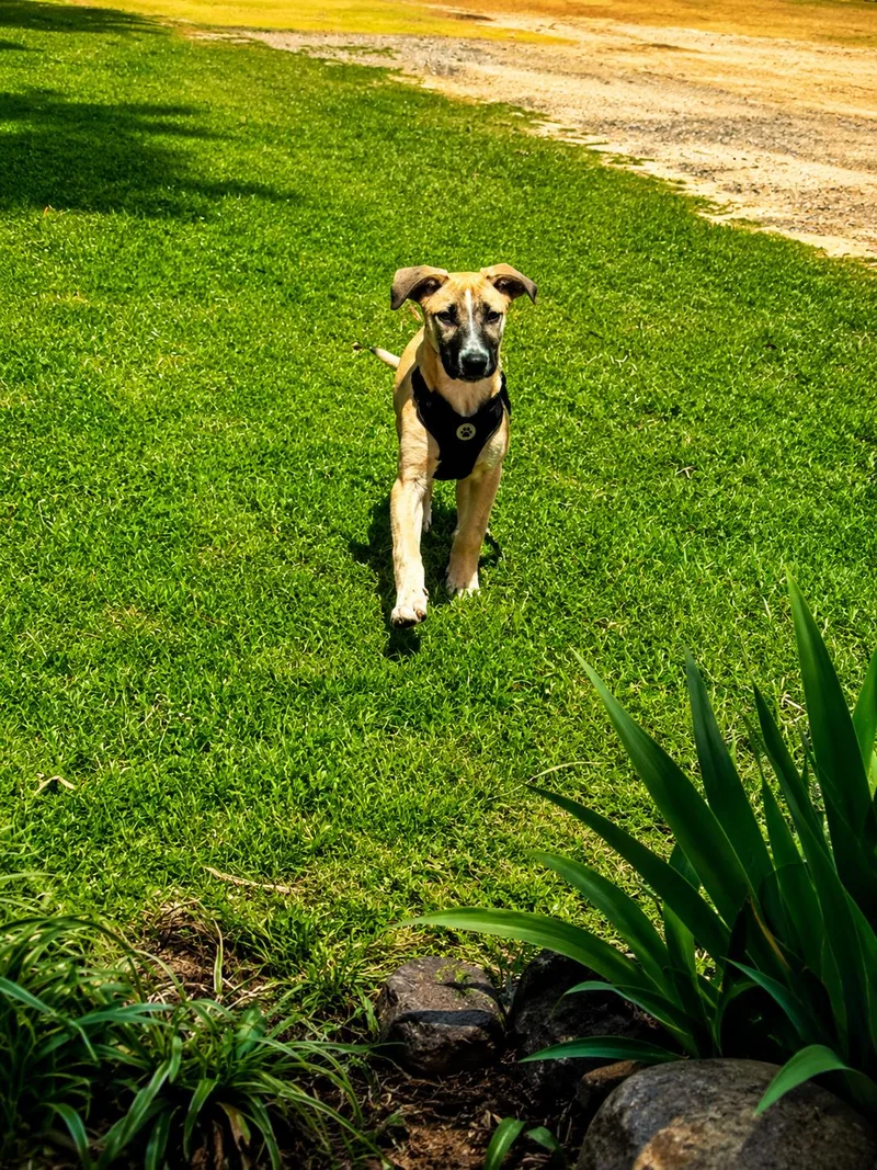 A baby medium-sized female Black Mouth Cur dog named Chaka Khan for adoption in Holly Springs, MS