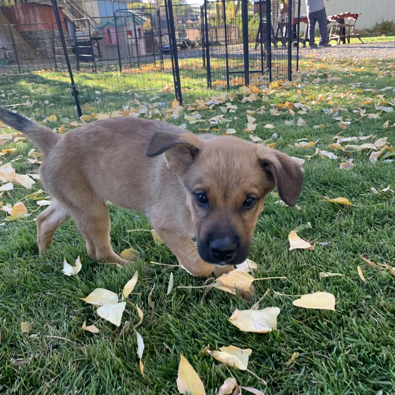 A young medium-sized male German Shepherd Dog dog named Benny for adoption in Selah, WA