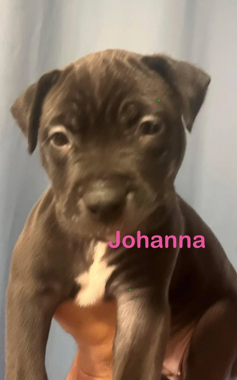 Johanna