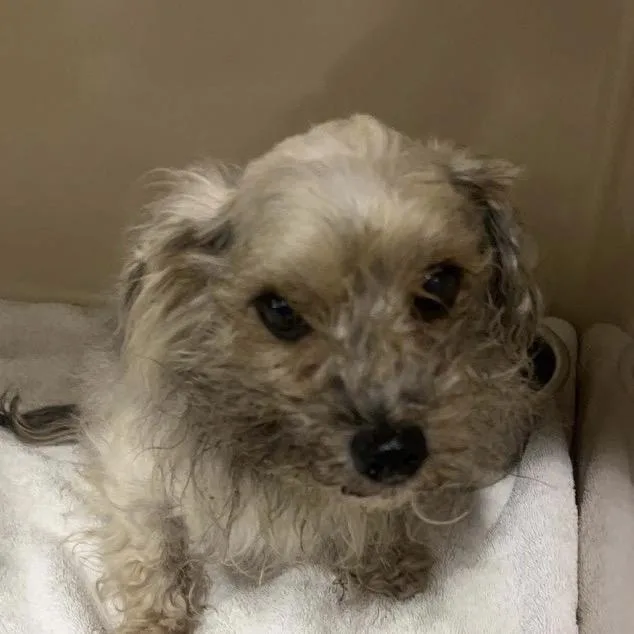 A senior small-sized male White / Cream Poodle (Toy) dog named Costello for adoption in Saint John, IN