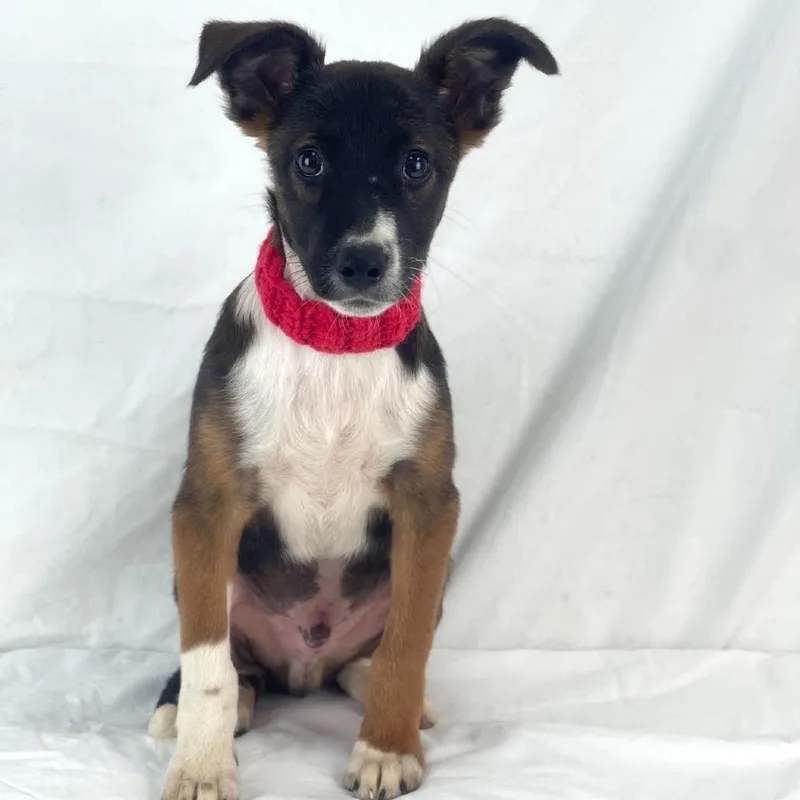 A baby medium-sized male Labrador Retriever dog named Wilson Local November for adoption in Brookshire, TX