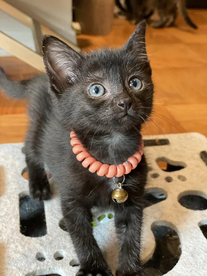 A baby medium-sized female Black Domestic Short Hair cat named Langley for adoption in Seal Beach, CA