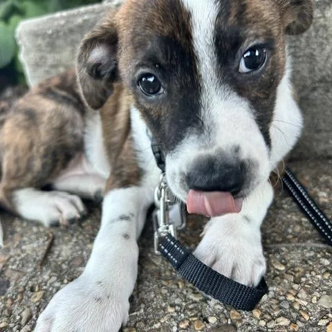 A baby small-sized female Cattle Dog dog named Callie for adoption in Fairfax, VA