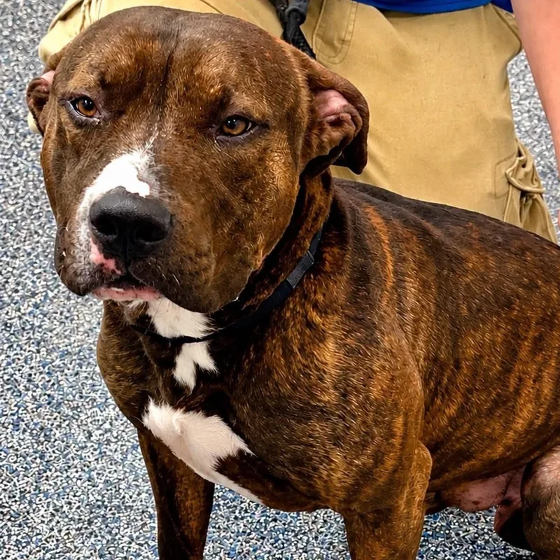 An adult large-sized male Brindle Pit Bull Terrier dog named Ares for adoption in Jackson, NJ