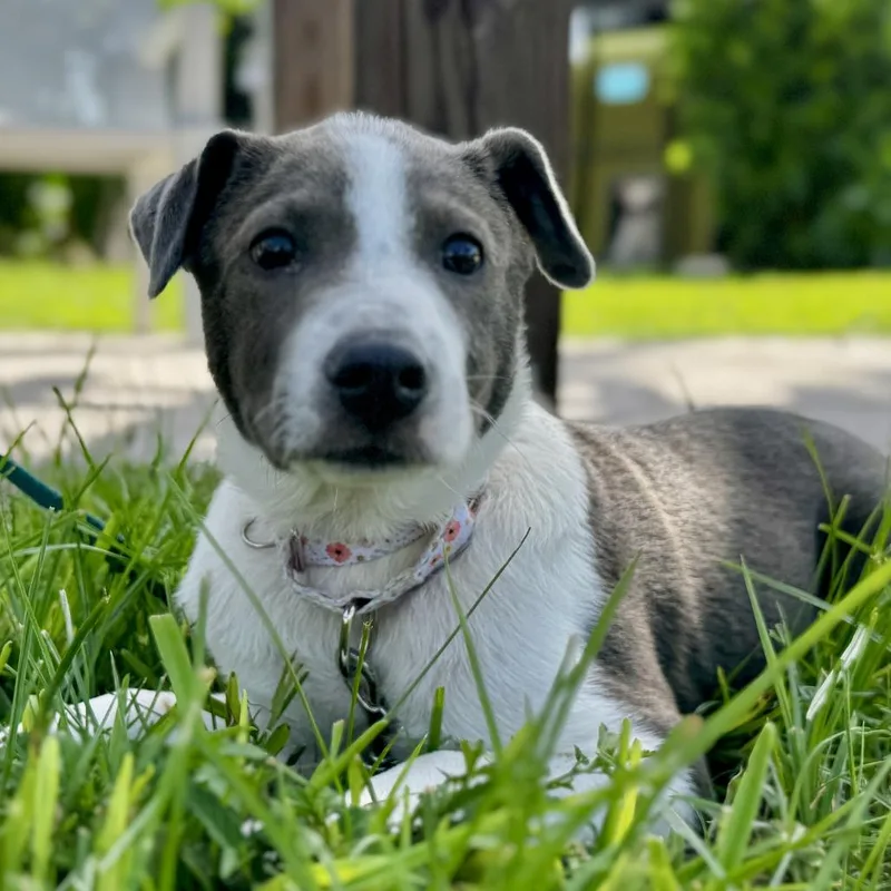 A baby medium-sized female Gray / Blue / Silver Pit Bull Terrier dog named Brandy for adoption in Bradenton, FL