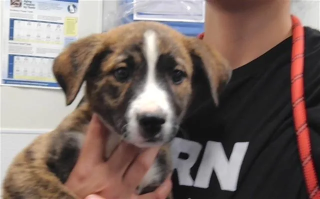 A baby small-sized male Pit Bull Terrier dog named Glitter for adoption in Albuquerque, NM