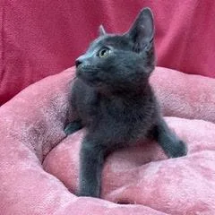 A baby medium-sized female Gray / Blue / Silver Domestic Short Hair cat named Smoke for adoption in Green Valley, AZ