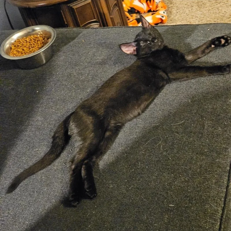 Prim Rose thumbnail 2