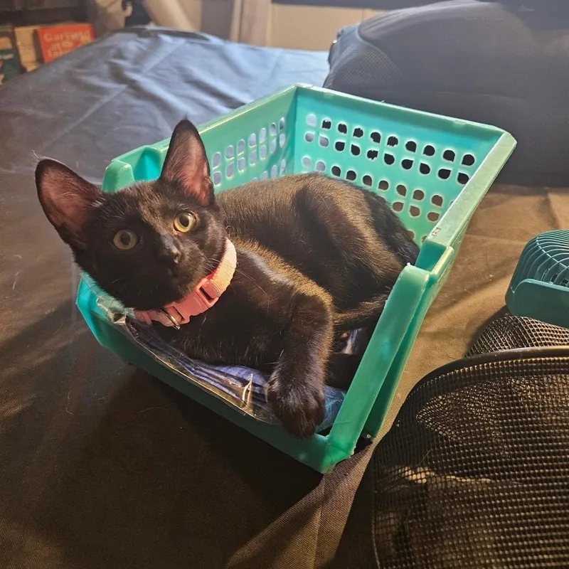 Prim Rose thumbnail 3