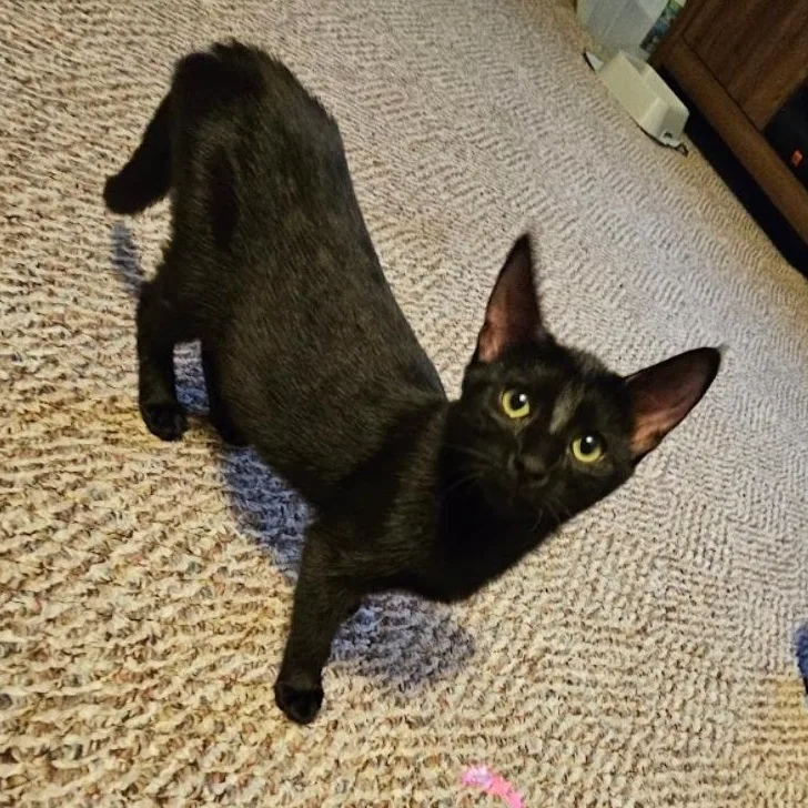 Prim Rose thumbnail 4