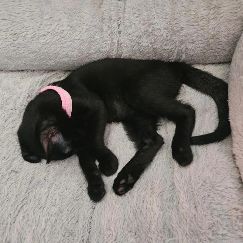 Prim Rose thumbnail 5