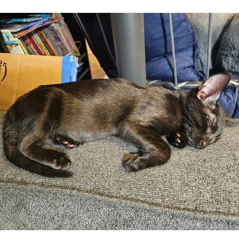 Prim Rose thumbnail 6