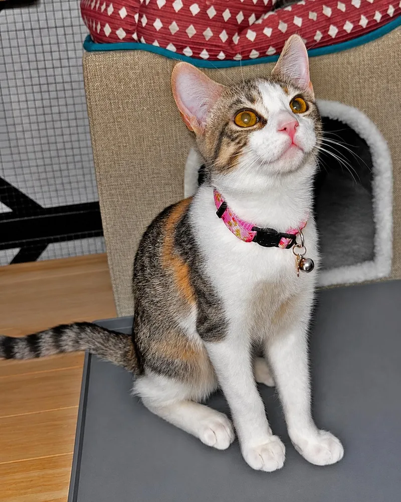 A baby medium-sized female Dilute Calico cat named Honey D for adoption in Fresno, CA