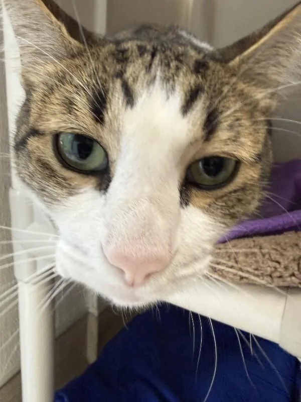 An adult medium-sized male Tabby (Brown / Chocolate) Domestic Short Hair cat named Rajah for adoption in Arlington, WA