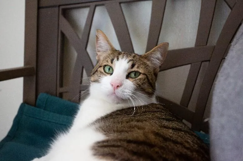 Rajah thumbnail 2