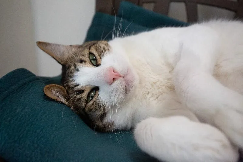 Rajah thumbnail 3