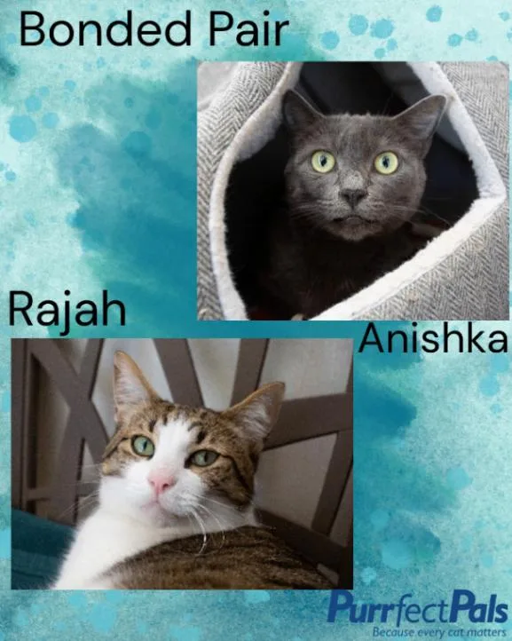 Rajah thumbnail 5
