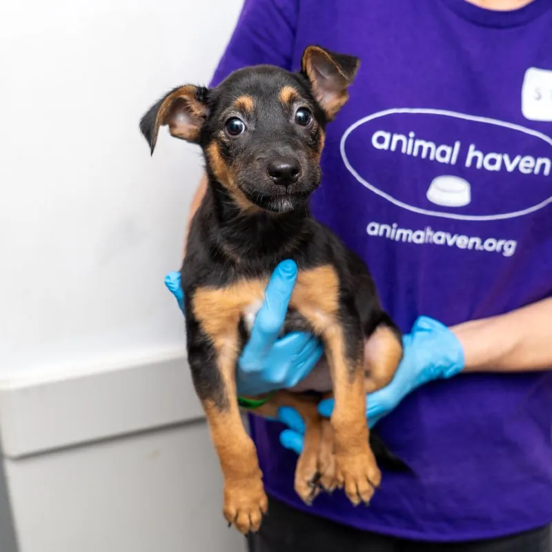 A baby small-sized female Black Mixed Breed dog named Mira for adoption in New York, NY