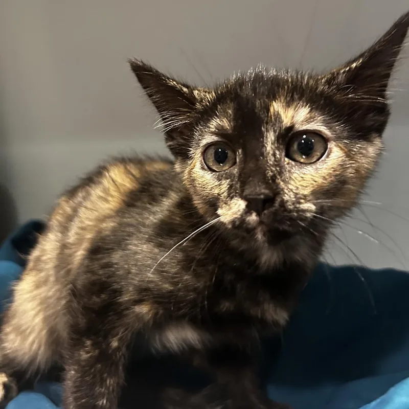 A baby small-sized female Tortoiseshell Domestic Short Hair cat named Samir for adoption in Chattanooga, TN